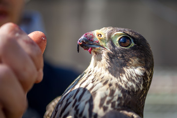 A man feeds a falcon with a dove meat
