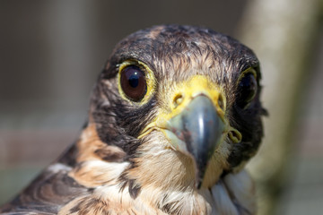careful look of a hawk looking for a possible prey