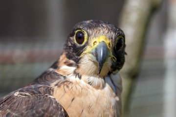 careful look of a hawk looking for a possible prey
