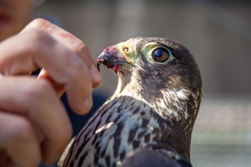 A man feeds a falcon with a dove meat