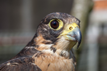 careful look of a hawk looking for a possible prey