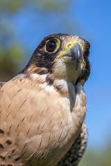 careful look of a hawk looking for a possible prey