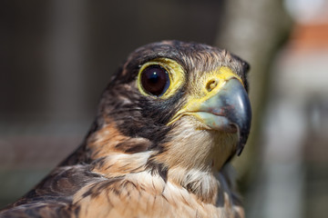 careful look of a hawk looking for a possible prey