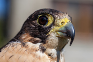 careful look of a hawk looking for a possible prey