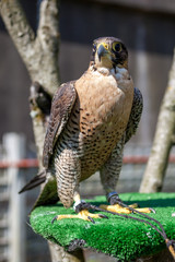 falcon at the Falcon Souq, Birds of prey