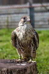 Falcon with a bloody beak after a meal