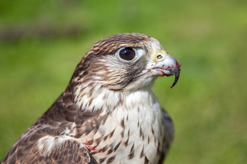 Falcon with a bloody beak after a meal