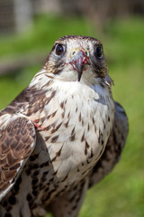 Falcon with a bloody beak after a meal