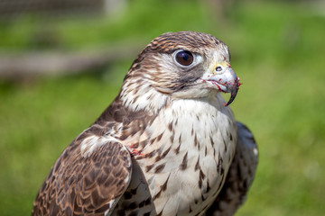 Falcon with a bloody beak after a meal