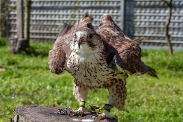 Falcon with a bloody beak after a meal