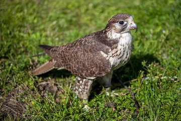 Falcon with a bloody beak after a meal