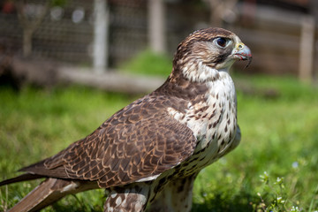 Falcon with a bloody beak after a meal