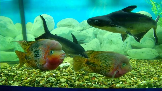 An aquarium with four big fish. Pangasianodon hypophthalmus and Cichlasoma synspilum.

A pair of black paku and a pair of cichlaz rainbow floats in the aquarium.