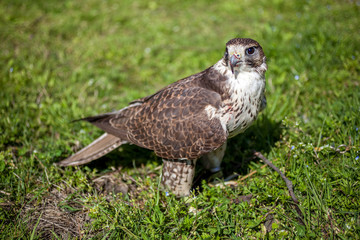 Falcon with a bloody beak after a meal