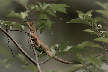 Brown Lizard