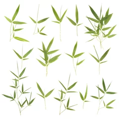 Photo sur Aluminium Bambou Collection of  bamboo leaves