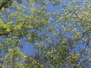 Spring Day