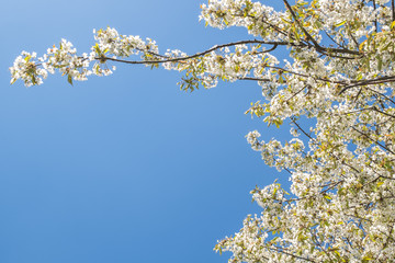 beautiful blossoms and branches in blue sky at spring