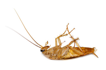 Dead Cockroach isolate on white