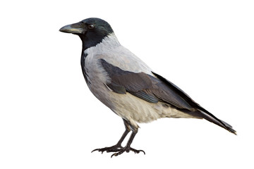 Obraz premium Crow isolated on white
