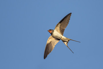 Swallow in flight over blue sky - 144104502