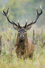Red Deer in natural environment