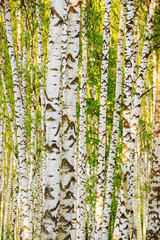summer in sunny birch forest