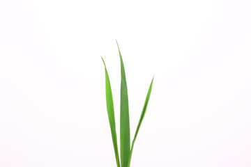 Three blades of grass on a white background.