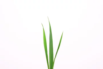 Foto op Plexiglas Three blades of grass on a white background. © alexmia