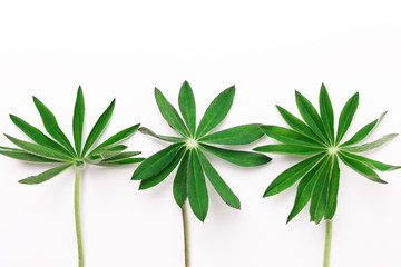 Three sprigs, leaves on a white background.
