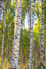 summer in sunny birch forest