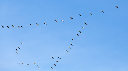 Flock of birds. Canadian geese flying in blue sky