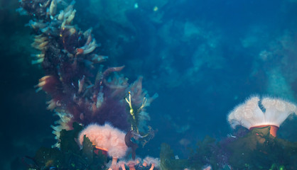 Fototapeta na wymiar Underwater life, Norwegian Sea background