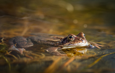 Common frog, Rana temporaria, in a garden pond in Norway. View from front. Spring time in April