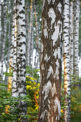 summer in sunny birch forest