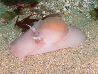 Moon Snail in the sand off Pt Lobos