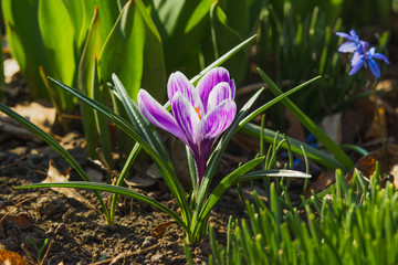 Springtime: Violet crocus on the flowerbed