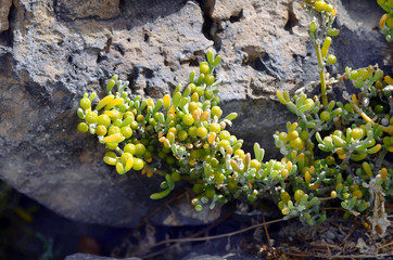 Spain, Canary Island, Botany