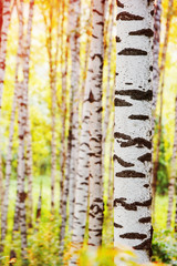 summer in sunny birch forest