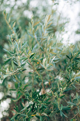 Olive branch with leaves close-up. Olive groves and gardens in Montenegro.