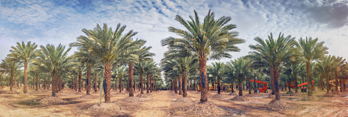 Fototapeta premium Panoramic image of plantation of date palms that have an important place in advanced desert agriculture in the Middle East. Concept of harvesting