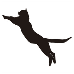 SILHOUETTE OF CAT JUMPING