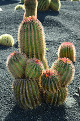 Spain, Canary Island, Botany