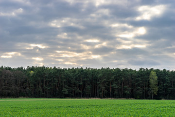 Cloudy sky, sunrays and forest