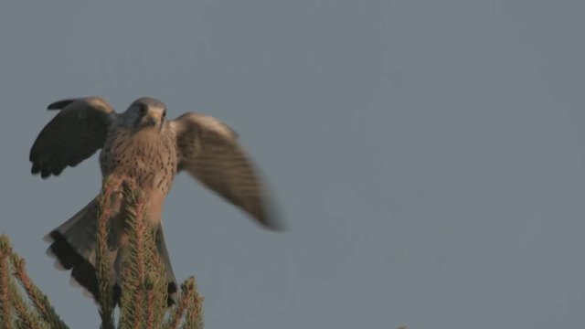 kestrel on a tree 