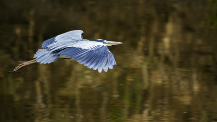 Grey Heron in Kruger National park, South Africa