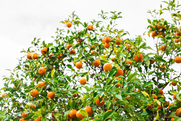 orange trees plantations