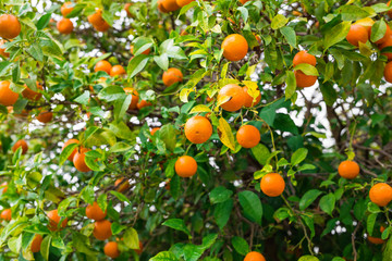 The fruit of the orange tree.