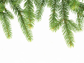 Fir branch covered with snowflakes on a white background isolated