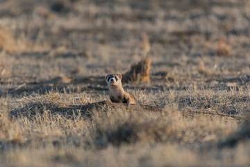 Endangered Black-footed Ferret
